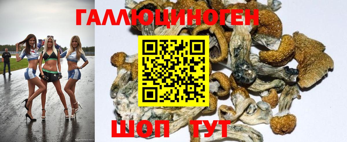 Псилоцибиновые грибы Psilocybine cubensis Междуреченск