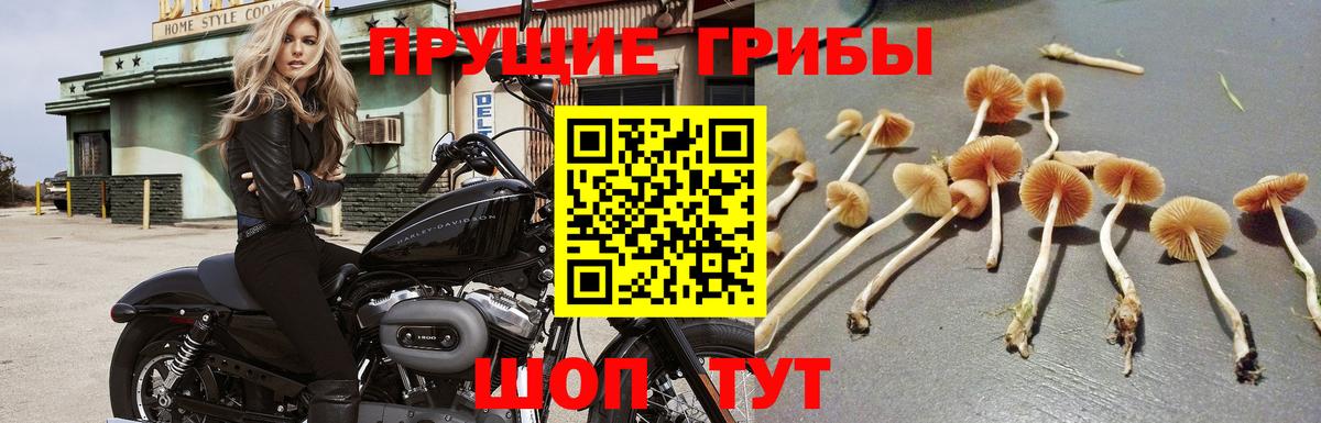 Междуреченск  Галлюциногенные грибы прущие грибы  Вход с VPN  Галлюциногенные грибы прущие грибы 