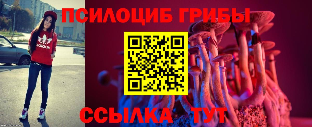 Псилоцибиновые грибы прущие грибы  Междуреченск  Псилоцибиновые грибы Cubensis 